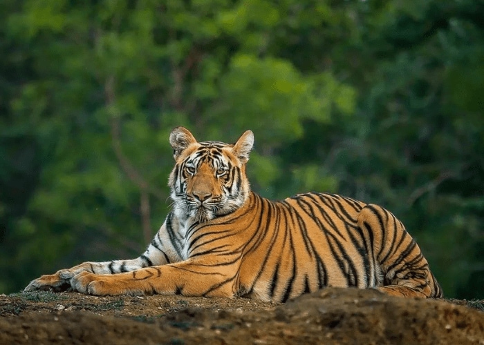 Sundarbans National Park